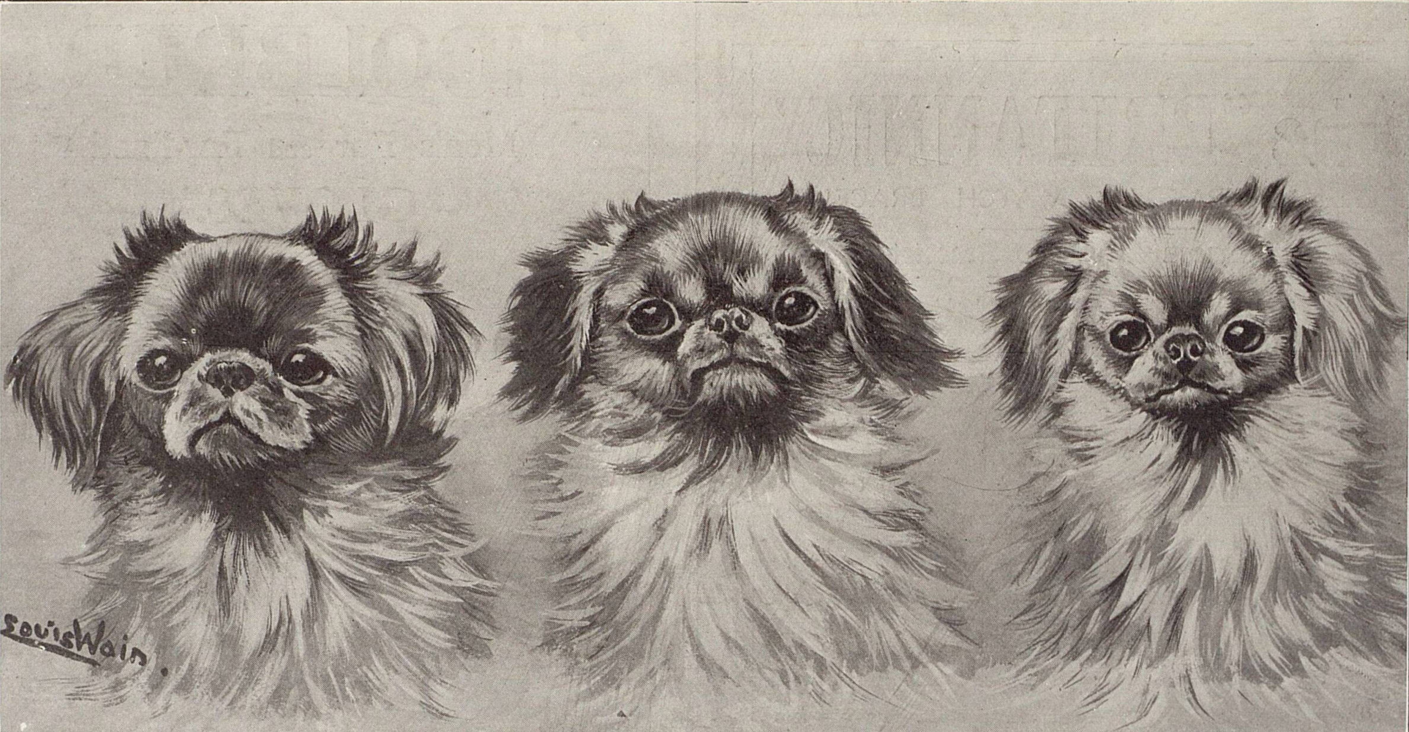 Louis Wain illustration with: 1913, 3subjects, black_and_white, color:black, color:grey, dog, dog:pekinese, meta:has_source, newspaper_publication, portrait, realistic, signature