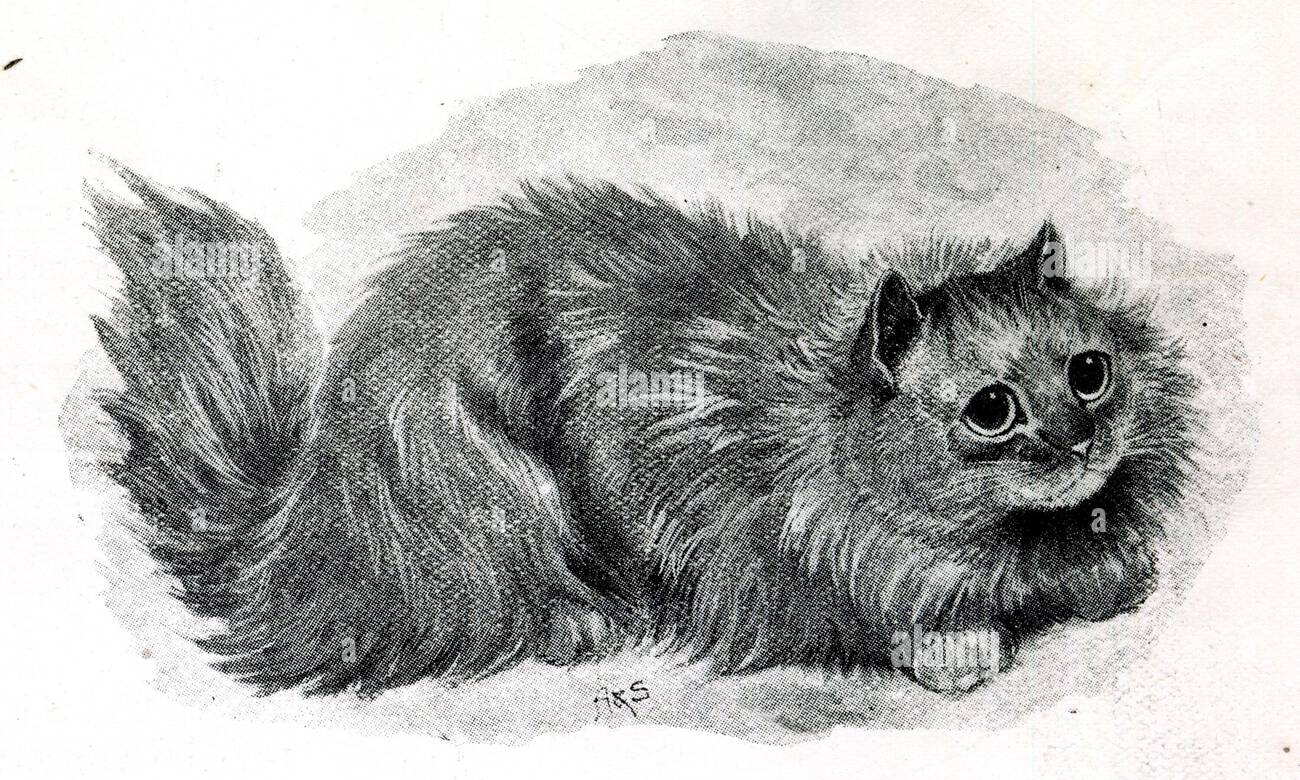Louis Wain illustration with: 1892, 1subject, black_and_white, cat, cat:persian, color:grey, meta:has_source, meta:watermark, realistic, smiling
