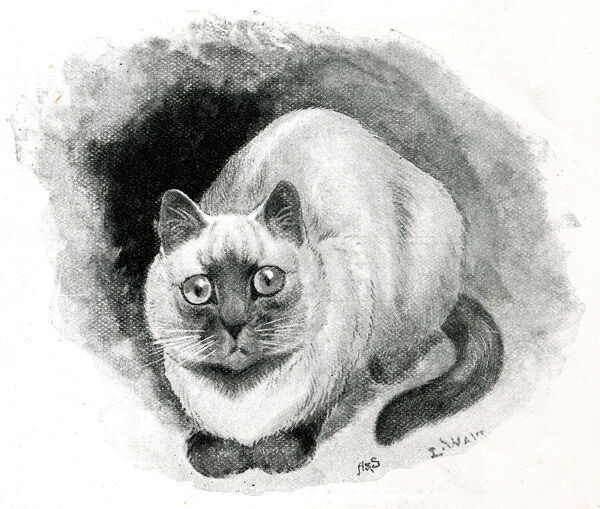 Louis Wain illustration with: 1892, 1subject, black_and_white, cat, cat:siamese, color:white, meta:has_source, meta:lowquality, realistic, signature