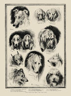 Sketches from the Dog Show at the Crystal Palace