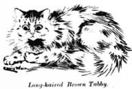 Long-haired Brown Tabby