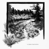 4967 - 1898 black_and_white book book_stories_from_lowly_life caption forest nature nosubject outdoors realistic signature