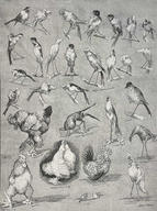 Nature's Fitful Moments — Sketches from the National Poultry Show, Crystal Palace