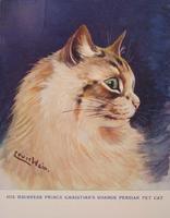 His Highness Prince Christian's Orange Persian Pet Cat