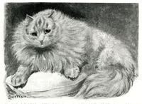 Mrs Pattison’s Red Tabby and White Cat Chicot, Who Won a Gold Medal at the Crystal Palace Cat Show