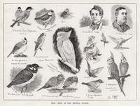 Bird Show at the Crystal Palace