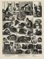 Our Cats, a Domestic History