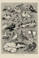 Some Varieties of the Modern Pigeon