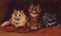 Three bright-eyed cats