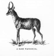 A Rare Waterbuck (Roebuck)