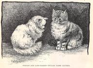 Early Love - Persian and Long-Haired English Tabby Kittens