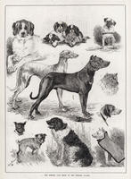 The Kennel Club Show at the Crystal Palace