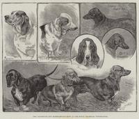 The Dachshund and Basset-Hound Show at the Royal Aquarium, Westminster
