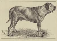 Celebrated Dogs - Dr Forbes-Winslows Mastiff, "Crown Prince"