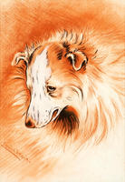 Prince Christian's Favourite Collie, Laird