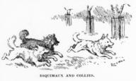 Esquimaux and Collies