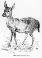 The Horse-Tailed Deer