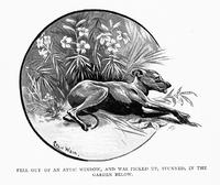 4987 - 1898 1subject black_and_white book book_stories_from_lowly_life dog flower garden outdoors profile realistic tongue_out