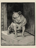 A Thing of Beauty - Sketch at the Bulldog Show