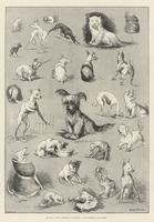 Nature's Fitful Moments, Sketches at the Terrier Club Show (engraving)