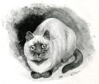 Miss F Moore’s Siamese Cat Siam, Who Won a Silver Medal at the Crystal Palace Cat Show