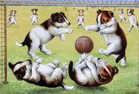 Terrier Puppies Playing Football