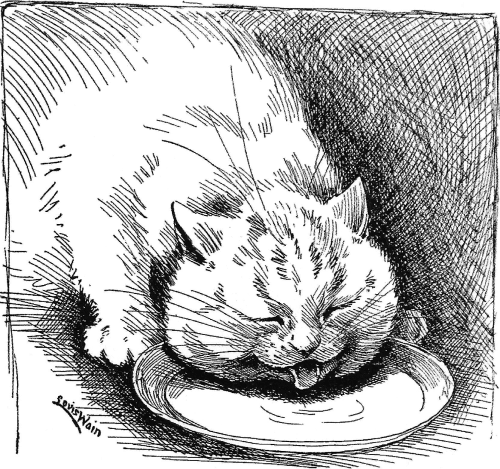 A cat contentedly lapping up milk from a saucer